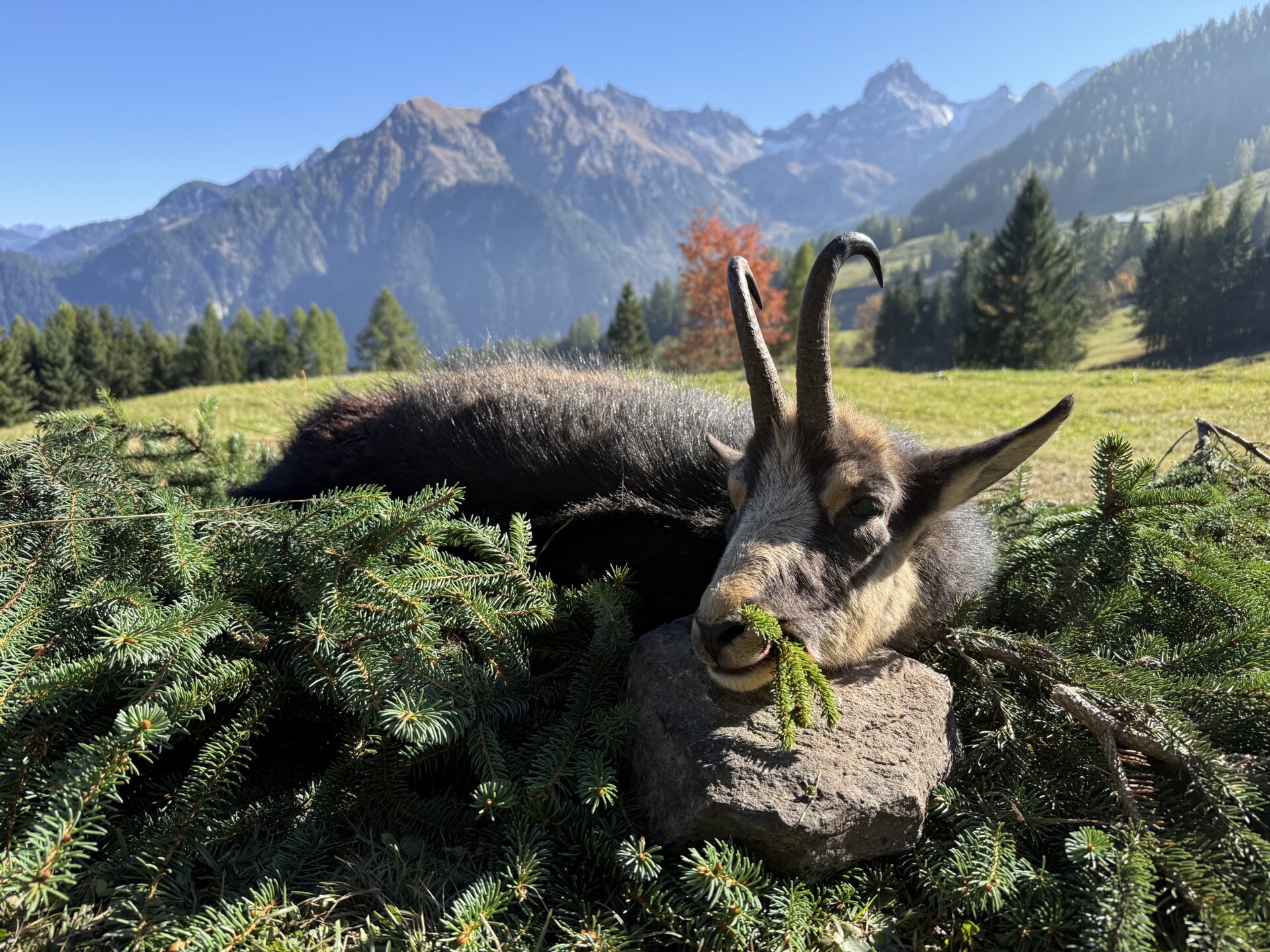Zerge vadászat Ausztriában