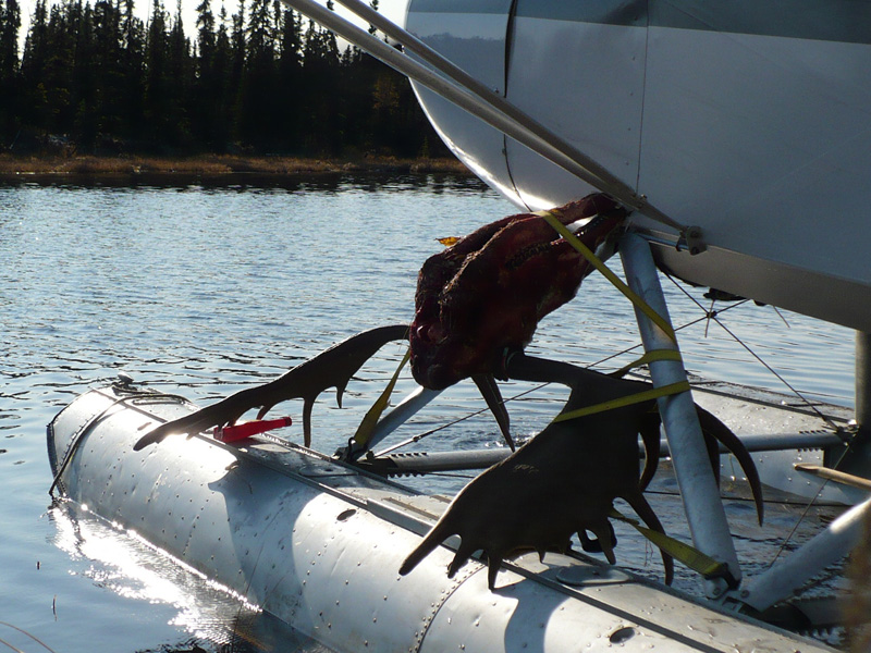 Alaszka - jávorszarvas