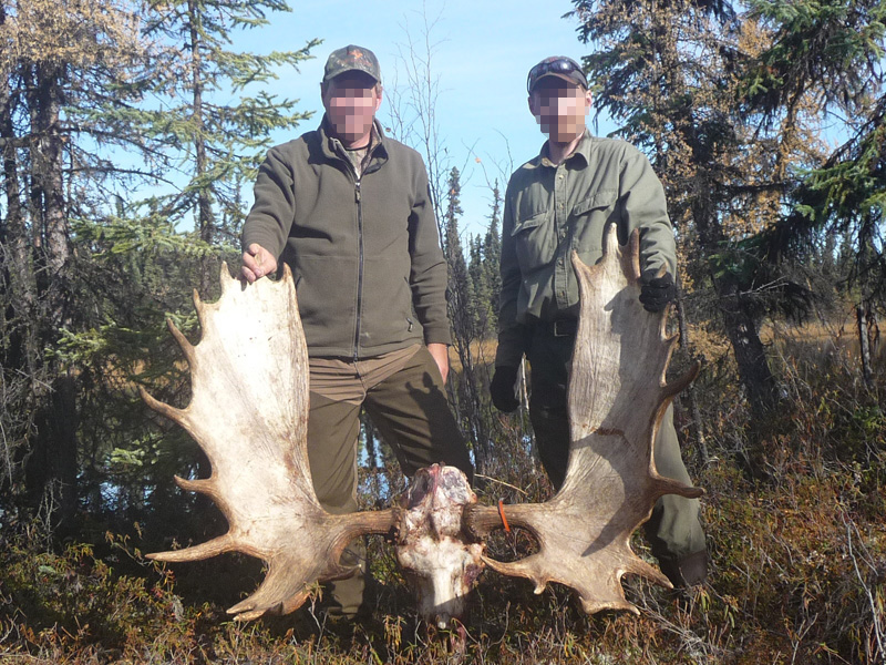 Alaszka - jávorszarvas