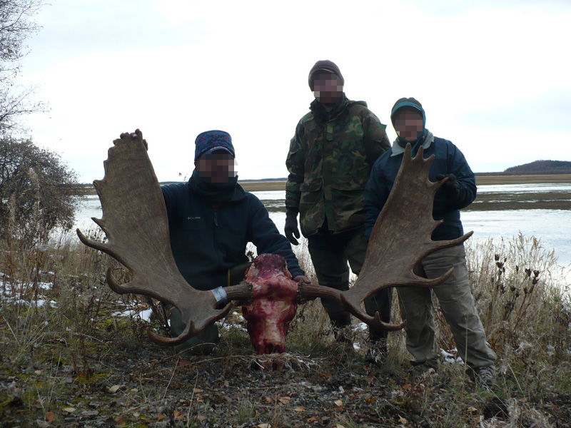 Alaszka - jávorszarvas