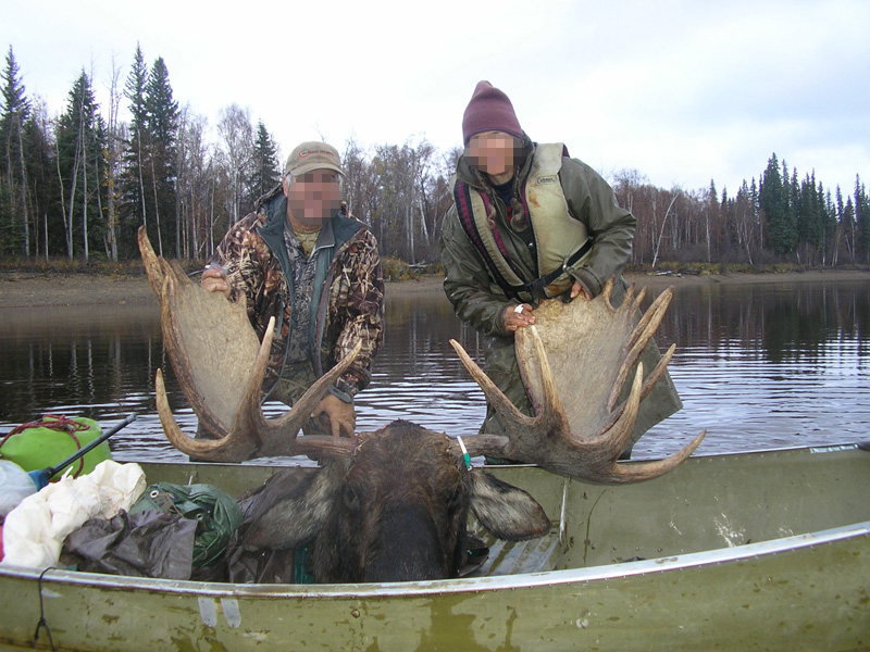 Alaszka - jávorszarvas