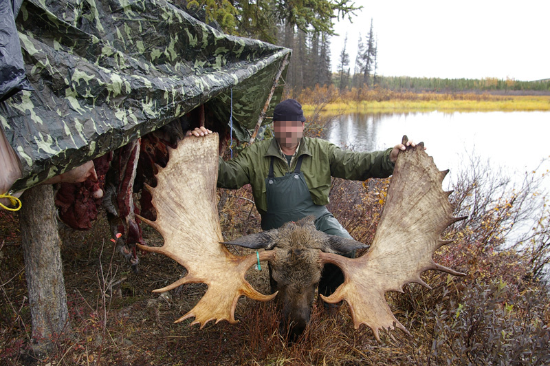 Alaszka - jávorszarvas