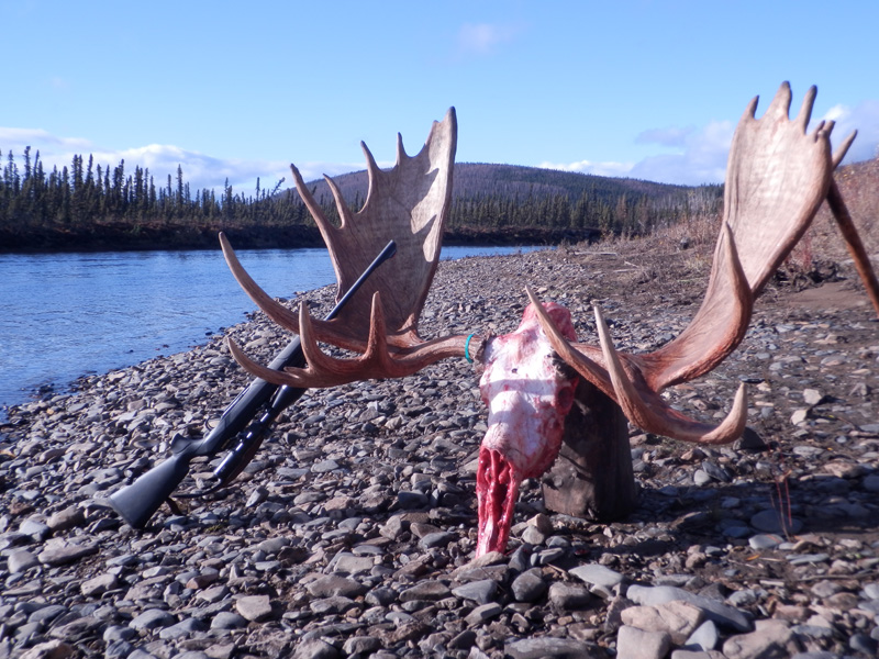Alaszka - jávorszarvas