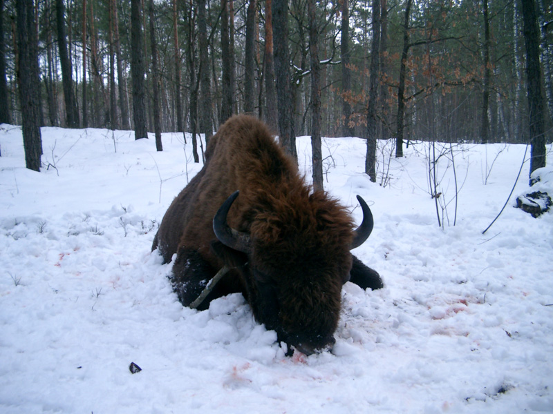Fehéroroszország európai bölény