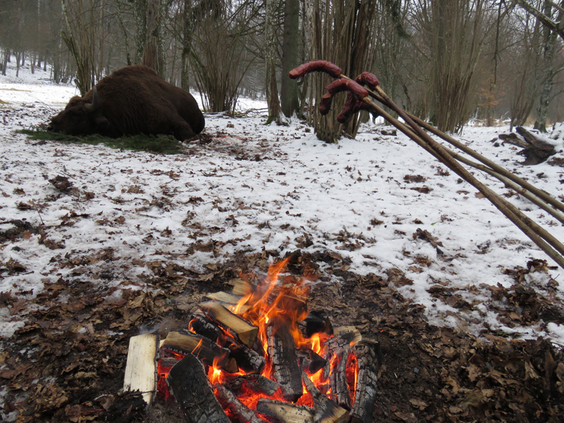Fehéroroszország európai bölény