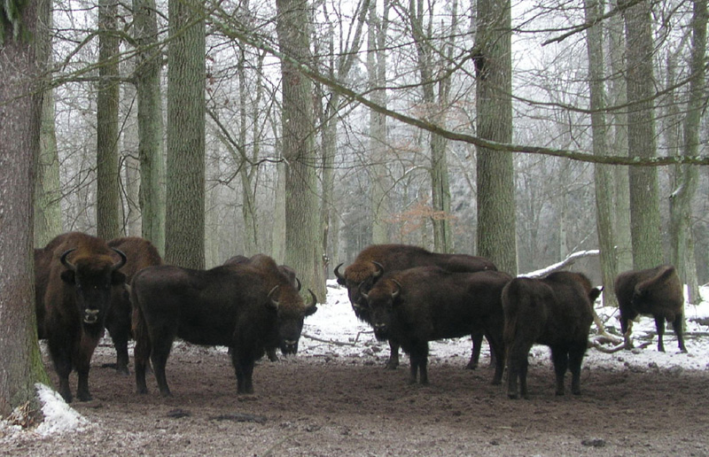 Fehéroroszország európai bölény