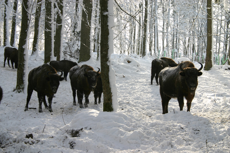 Fehéroroszország európai bölény