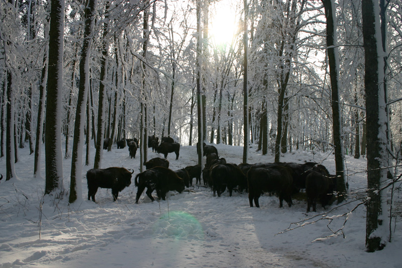 Fehéroroszország európai bölény