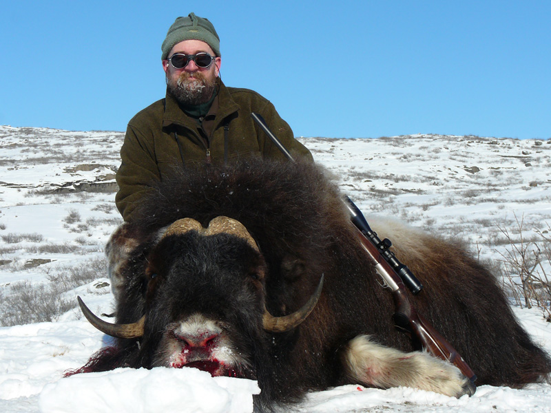 Grönland - Pézsmatulok