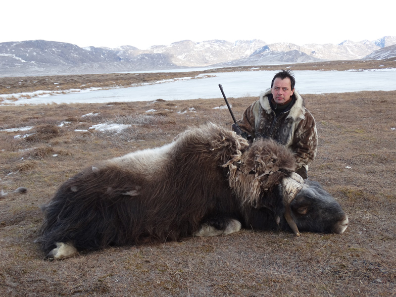 Grönland - Pézsmatulok