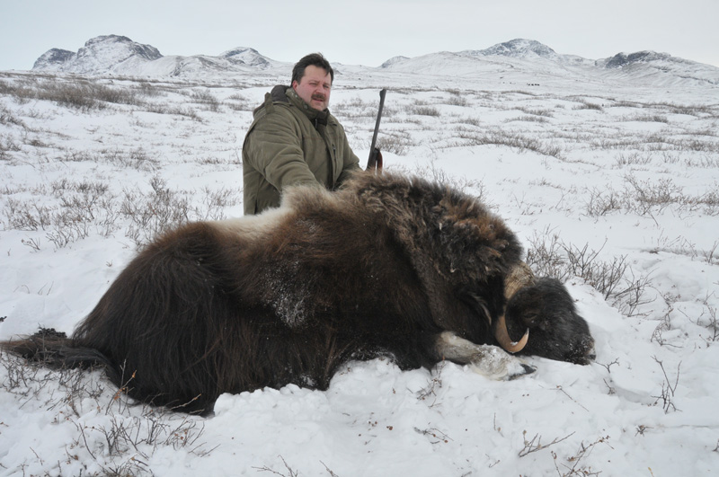 Grönland - Pézsmatulok