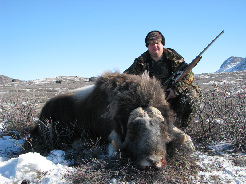 Grönland - Pézsmatulok