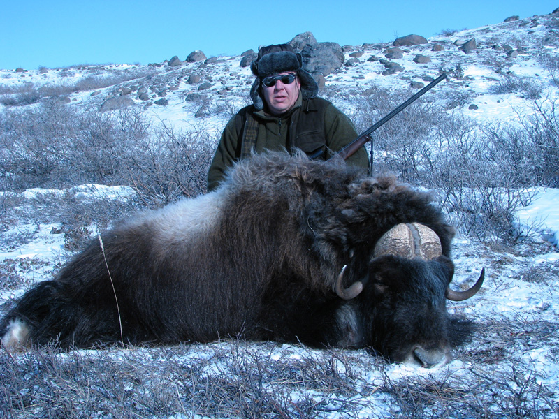 Grönland - Pézsmatulok