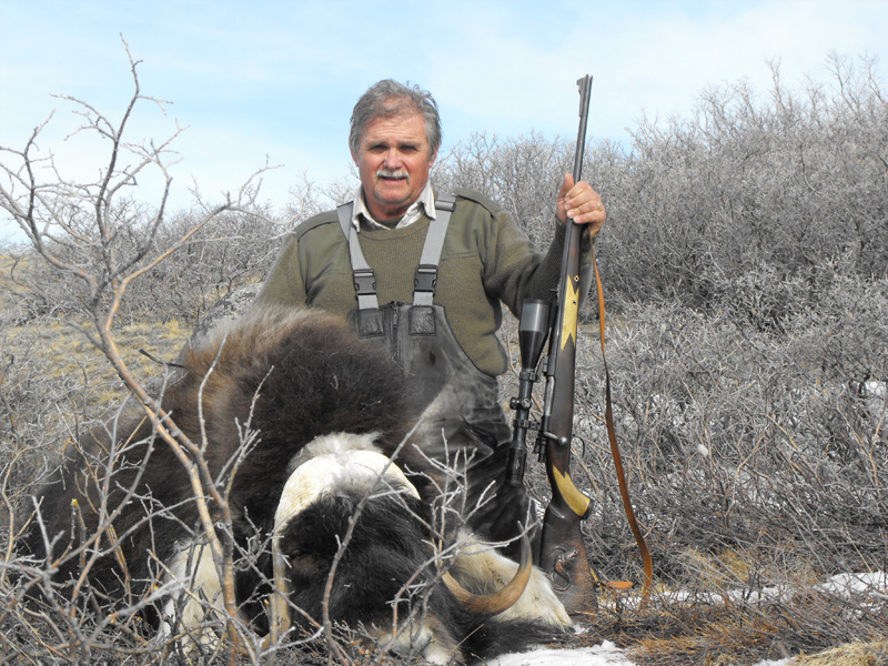 Grönland - Pézsmatulok