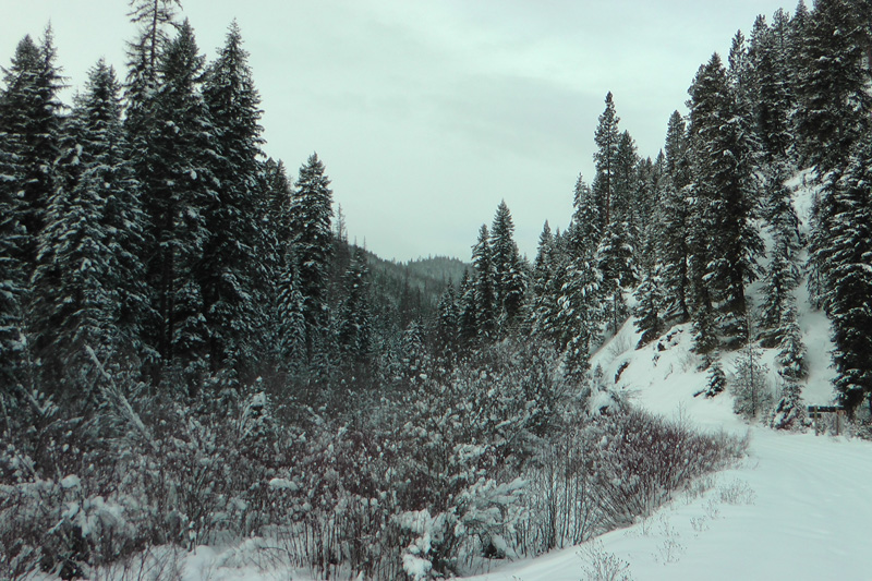 Kanada, BC, puma vadászat