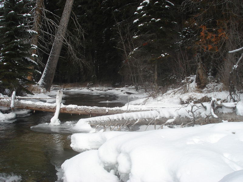 Kanada, BC, puma vadászat