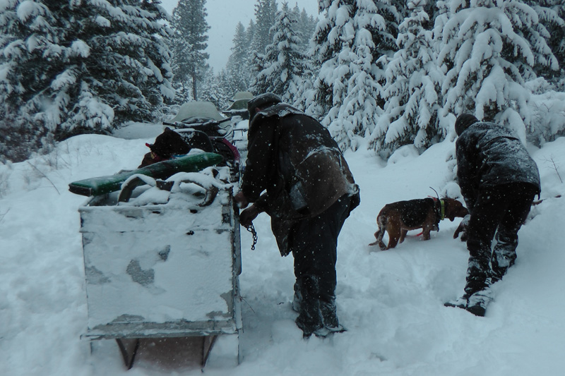 Kanada, BC, puma vadászat