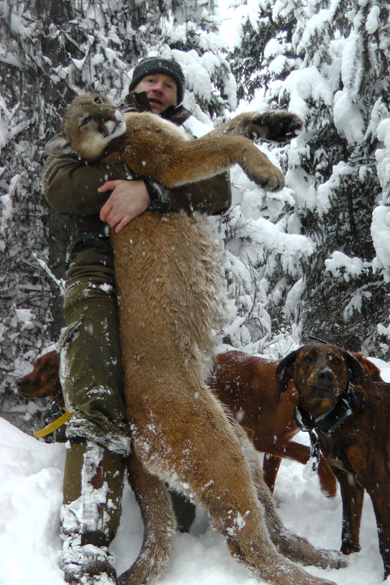 Kanada, BC, puma vadászat