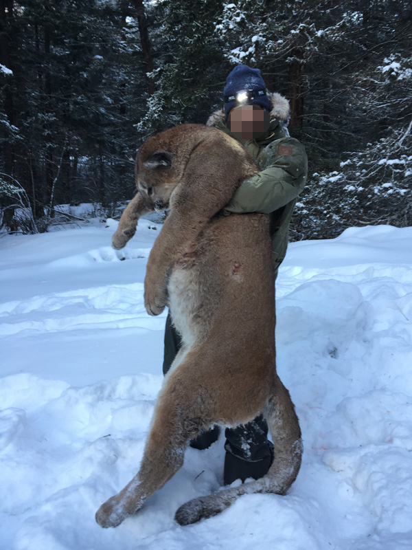 Kanada, BC, puma vadászat