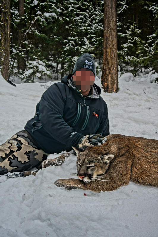 Kanada, BC, puma vadászat