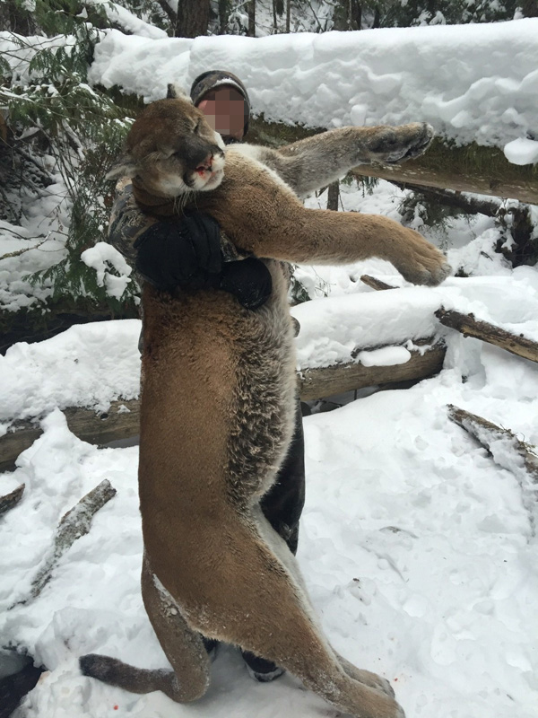 Kanada, BC, puma vadászat