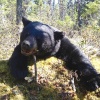 Kanada fekete medve vadászat Labrador