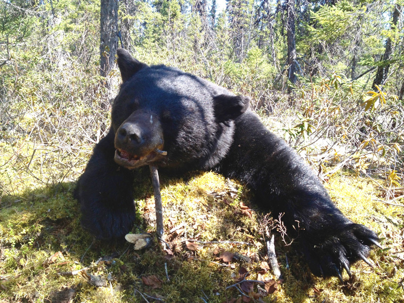 Kanada fekete medve vadászat Labrador
