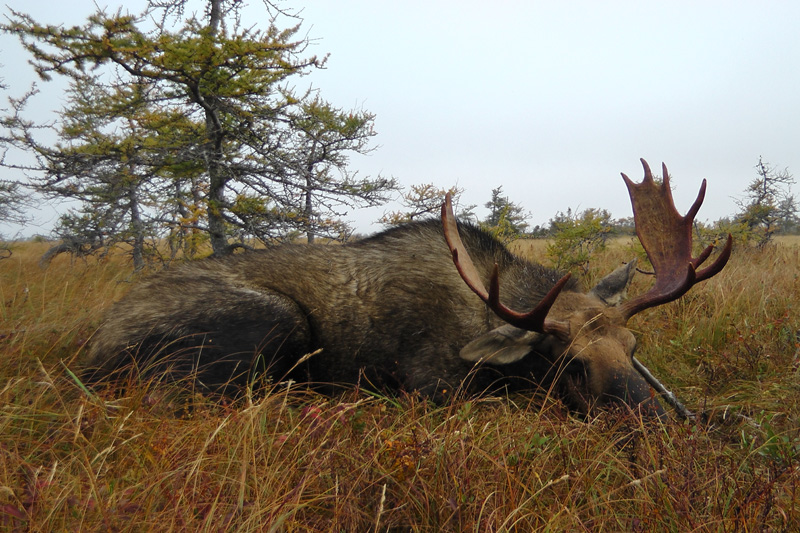 Kanada, Új-Fundland, jávorszarvas vadászat