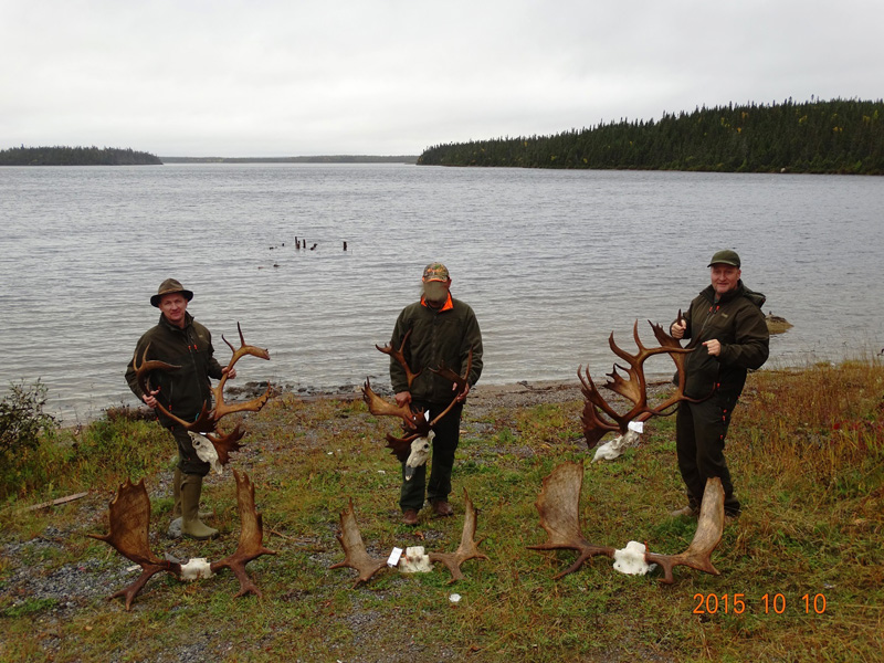 Kanada, Új-Fundland, jávorszarvas vadászat