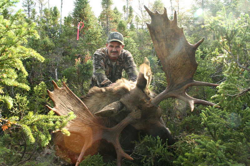 Kanada, Új-Fundland, jávorszarvas vadászat