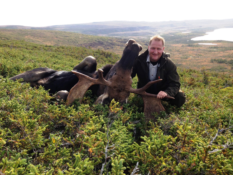 Kanada, Új-Fundland, jávorszarvas vadászat