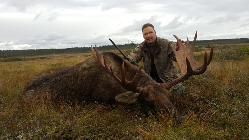 Kanada, Új-Fundland, jávorszarvas vadászat