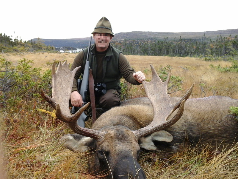 Kanada, Új-Fundland, jávorszarvas vadászat