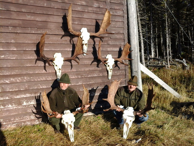 Kanada, Új-Fundland, jávorszarvas vadászat