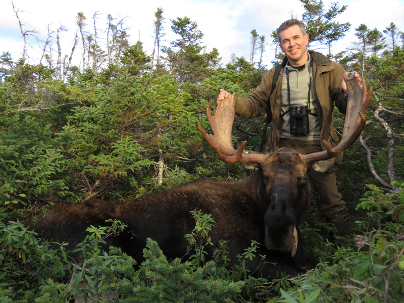Kanada, Új-Fundland, jávorszarvas vadászat