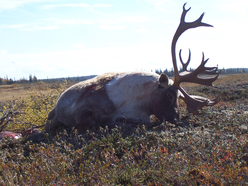 Kanada, Új-Fundland, karibu vadászat