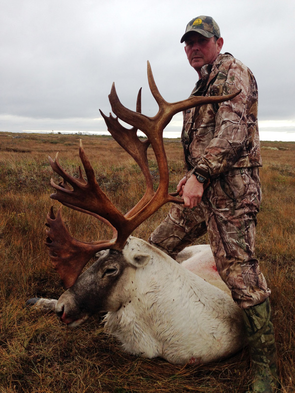 Kanada Új-fundland karibu