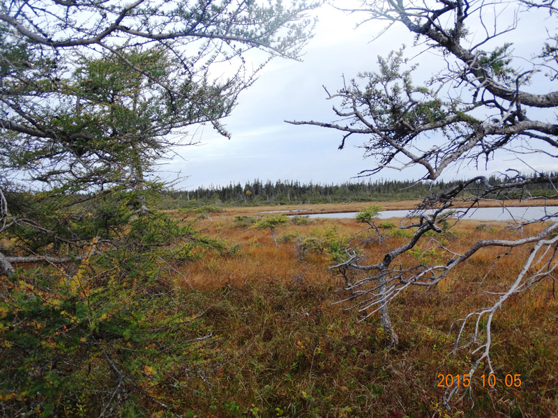 Kanada, Új-fundland, jávorszarvas, karibu, vadászat