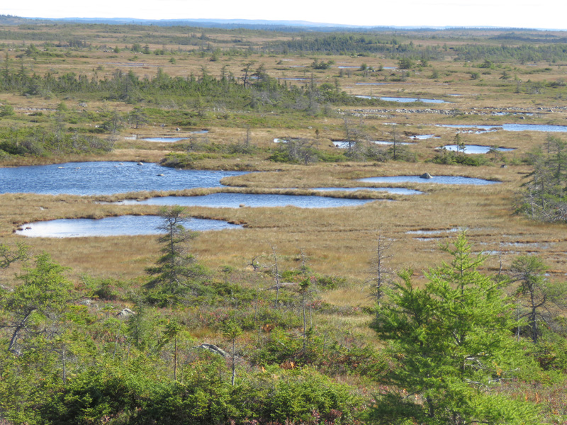 Kanada, Új-fundland, jávorszarvas, karibu, vadászat