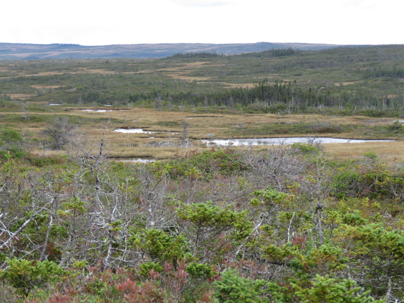 Kanada, Új-fundland, jávorszarvas, karibu, vadászat