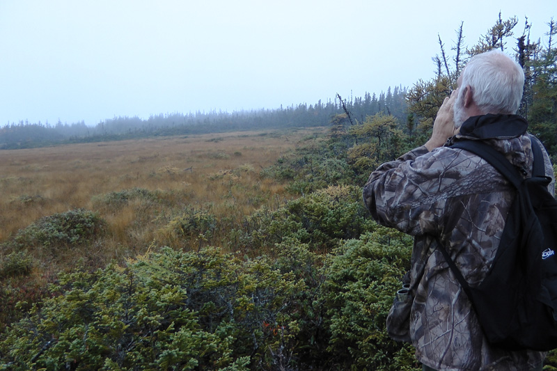 Kanada, Új-fundland, jávorszarvas, karibu, vadászat