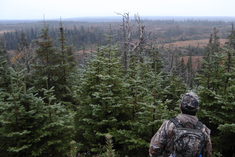 Kanada, Új-fundland, jávorszarvas, karibu, vadászat