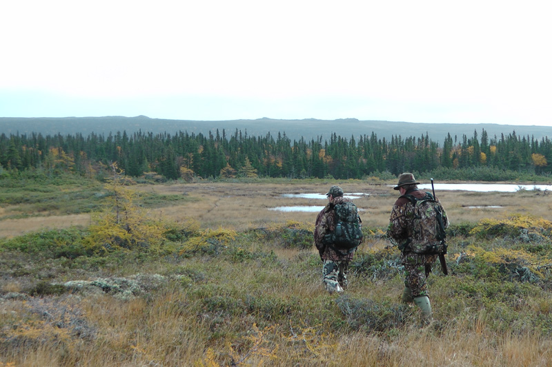 Kanada, Új-fundland, jávorszarvas, karibu, vadászat