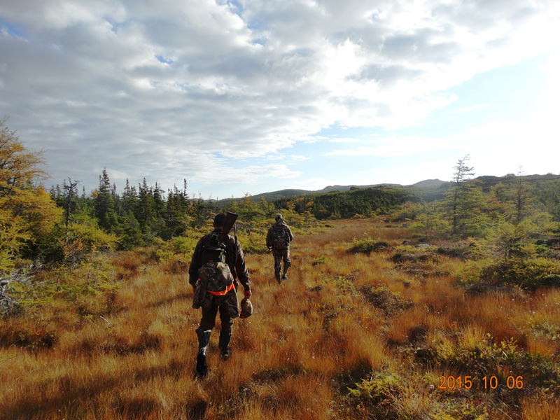 Kanada, Új-fundland, jávorszarvas, karibu, vadászat