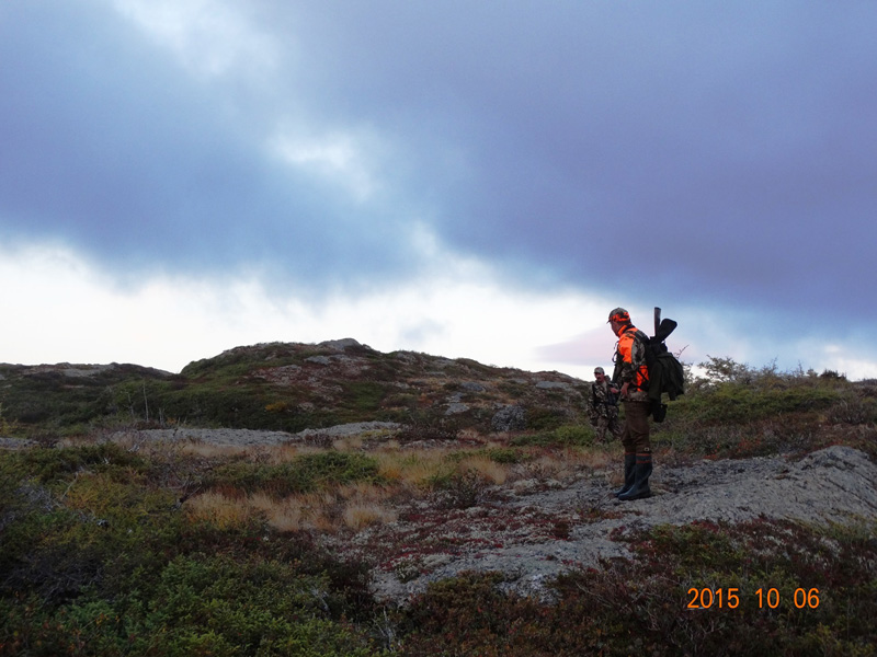 Kanada, Új-fundland, jávorszarvas, karibu, vadászat