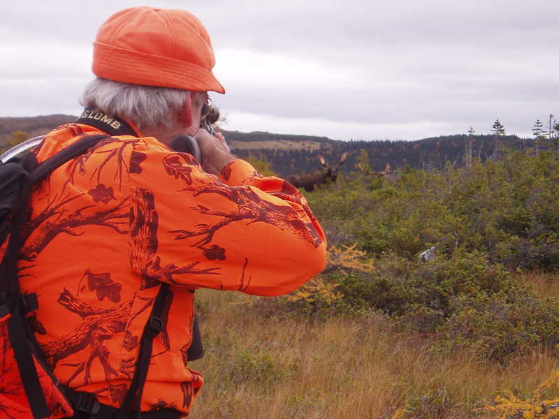 Kanada, Új-fundland, jávorszarvas, karibu, vadászat