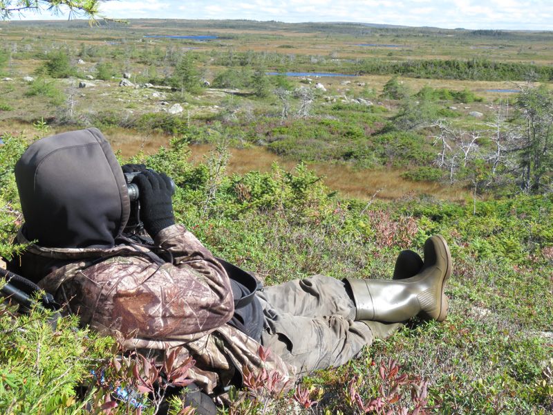 Kanada, Új-fundland, jávorszarvas, karibu, vadászat