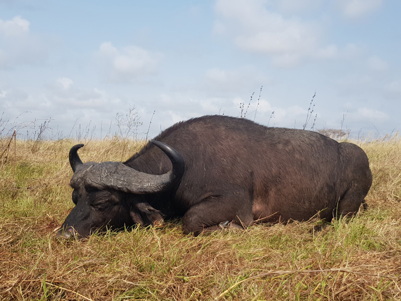 Mozambik kafferbivaly