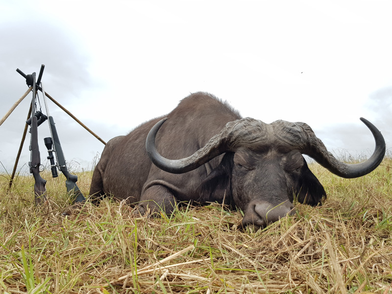 Mozambik kafferbivaly