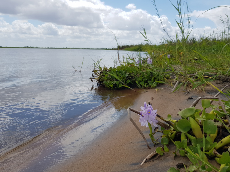 Mozambik kafferbivaly és antilop vadászat